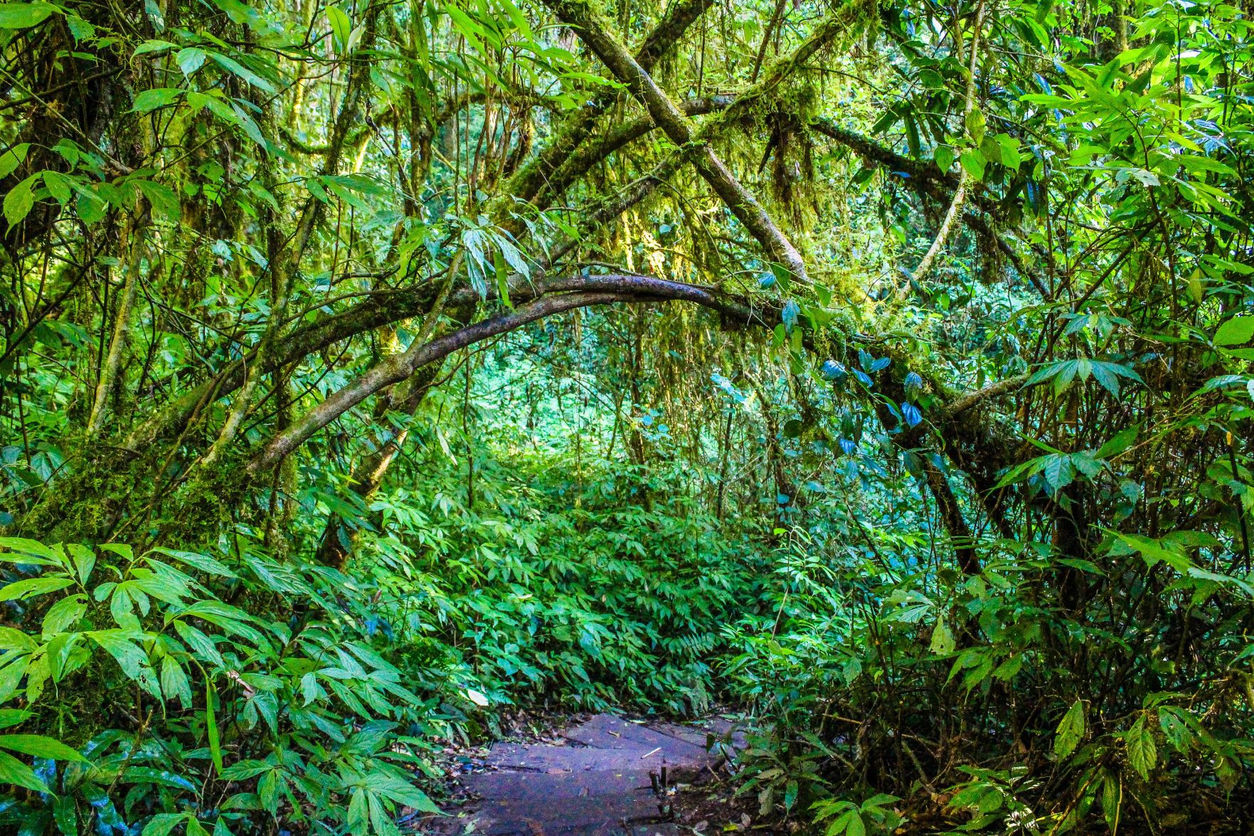 Jungle Book